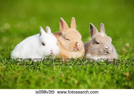 Three rabbits sitting on grass View Large Photo Image Stock Photography - Three rabbits sitting on grass. Fotosearch