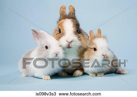 Stock Image - Three rabbits, studio shot. Fotosearch