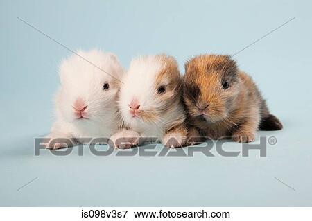 Three rabbits, studio shot View Large Photo Image Stock Photo - Three rabbits, studio shot. Fotosearch