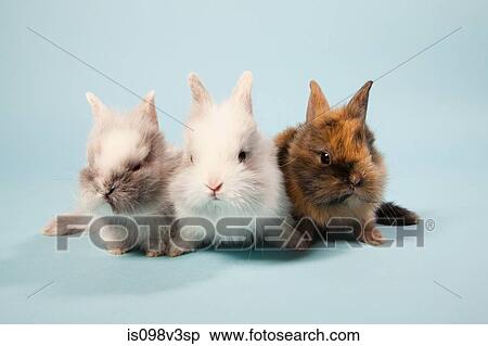 Stock Photography - Three rabbits, studio shot. Fotosearch