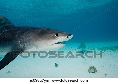Tiger Shark View Large Photo Image Picture - Tiger Shark. Fotosearch