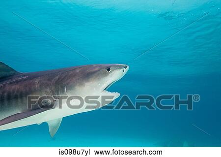 Tiger Shark View Large Photo Image Stock Image - Tiger Shark. Fotosearch