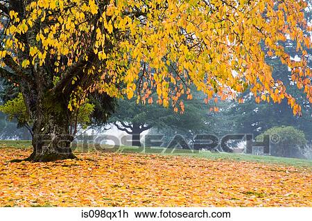 Stock Image - Tree in autumn. Fotosearch
