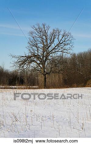 Tree in winter View Large Photo Image Stock Image - Tree in winter. Fotosearch