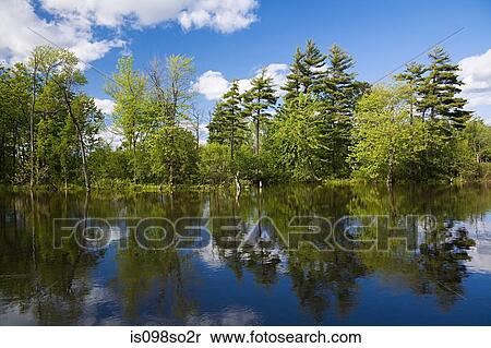 Trees and river View Large Photo Image Stock Photography - Trees and river. Fotosearch