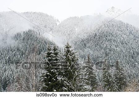 Trees covered in snow in french alps View Large Photo Image Picture - Trees covered in snow in french alps. Fotosearch