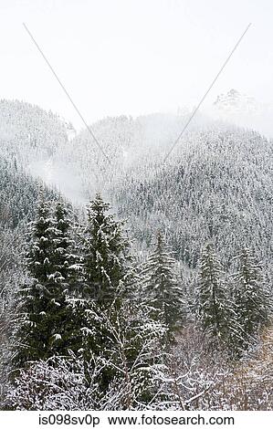 Stock Photography - Trees covered in snow. Fotosearch