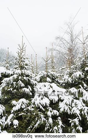 Trees covered in snow View Large Photo Image Stock Photography - Trees covered in snow. Fotosearch