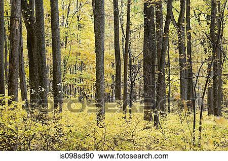 Stock Image - Trees in forest. Fotosearch