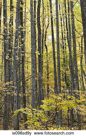 Trees in forest View Large Photo Image Stock Photo - Trees in forest. Fotosearch