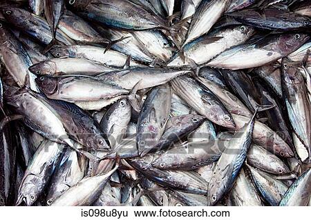 Tuna on fishing boat, Gan Island, Laamu Atoll, Maldives View Large Photo Image Stock Photograph - Tuna on fishing boat, Gan Island, Laamu Atoll, Maldives. Fotosearch