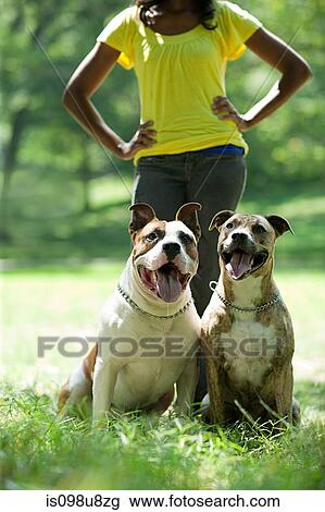 Two dogs with their owner View Large Photo Image Stock Image - Two dogs with their owner. Fotosearch