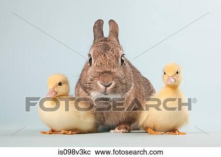 Stock Image - Two ducklings and rabbit, studio shot. Fotosearch