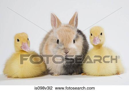 Two ducklings and rabbit, studio shot View Large Photo Image Stock Image - Two ducklings and rabbit, studio shot. Fotosearch