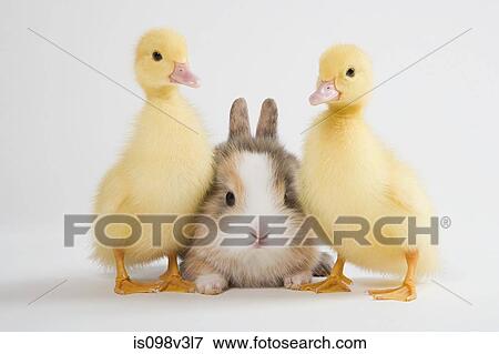 Stock Photo - Two ducklings and rabbit, studio shot. Fotosearch