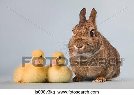 Stock Photography - Two ducklings and rabbit, studio shot. Fotosearch