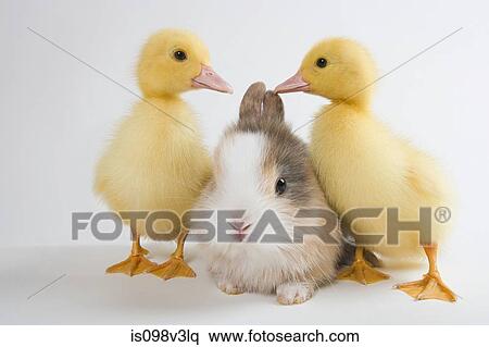 Two ducklings and rabbit, studio shot View Large Photo Image Stock Photography - Two ducklings and rabbit, studio shot. Fotosearch