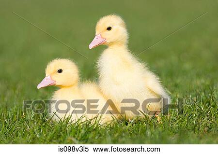 Two ducklings on grass View Large Photo Image Stock Photography - Two ducklings on grass. Fotosearch