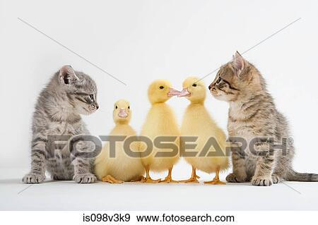 Two kittens and three ducklings, studio shot View Large Photo Image Stock Photo - Two kittens and three ducklings, studio shot. Fotosearch