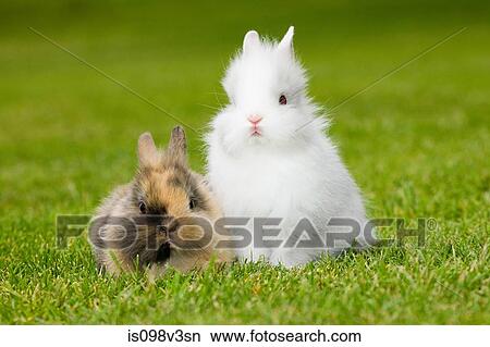 Two rabbits sitting on grass View Large Photo Image Picture - Two rabbits sitting on grass. Fotosearch