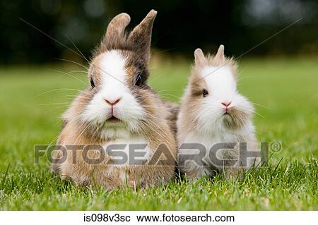 Stock Image - Two rabbits sitting on grass. Fotosearch