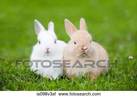 Stock Image - Two rabbits sitting on grass. Fotosearch