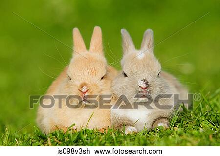 Two rabbits sitting on grass View Large Photo Image Stock Image - Two rabbits sitting on grass. Fotosearch