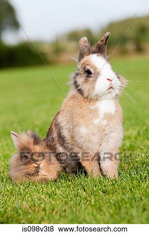 Two rabbits sitting on grass View Large Photo Image Stock Photo - Two rabbits sitting on grass. Fotosearch
