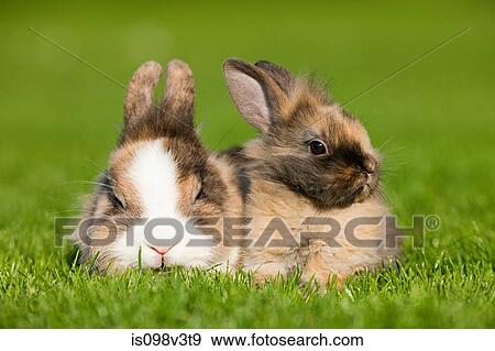 Stock Photo - Two rabbits sitting on grass. Fotosearch