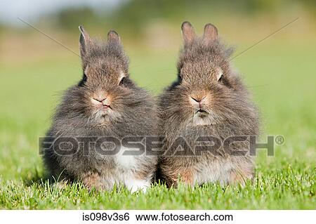 Two rabbits sitting on grass View Large Photo Image Stock Photograph - Two rabbits sitting on grass. Fotosearch