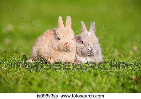 Two rabbits sitting on grass View Large Photo Image Stock Photograph - Two rabbits sitting on grass. Fotosearch