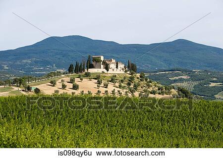 Vineyard in siena View Large Photo Image Stock Photograph - Vineyard in siena. Fotosearch