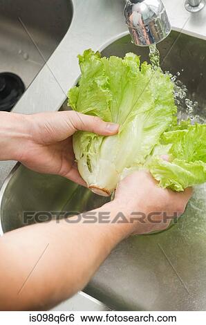 Washing lettuce View Large Photo Image Stock Photograph - Washing lettuce. Fotosearch