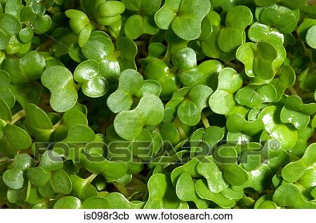 Stock Image - Watercress. Fotosearch