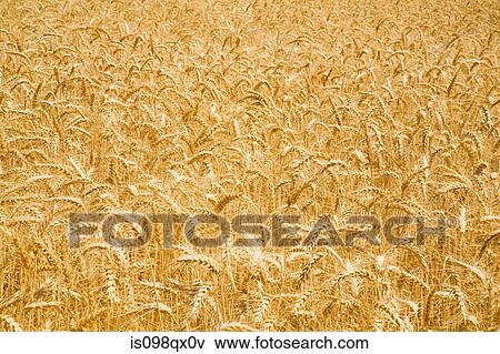 Wheat field View Large Photo Image Stock Photo - Wheat field. Fotosearch