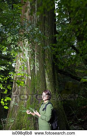 Stock Photo - Woman in forest holding plant. Fotosearch
