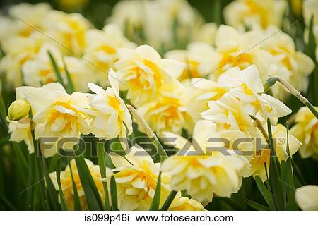 Yellow flowers View Large Photo Image Stock Image - Yellow flowers. Fotosearch