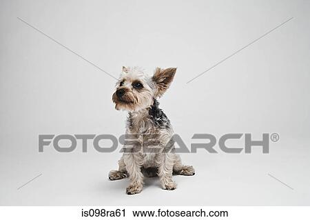 Yorkshire terrier View Large Photo Image Stock Image - Yorkshire terrier. Fotosearch