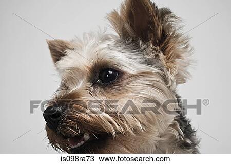 Yorkshire terrier View Large Photo Image Stock Image - Yorkshire terrier. Fotosearch