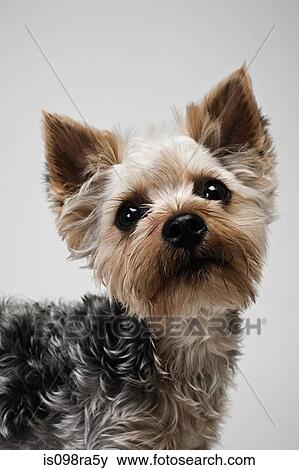 Yorkshire terrier View Large Photo Image Stock Photo - Yorkshire terrier. Fotosearch