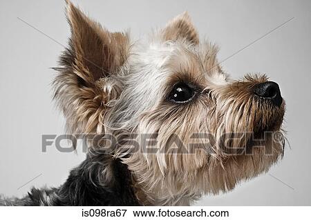 Yorkshire terrier View Large Photo Image Stock Photo - Yorkshire terrier. Fotosearch