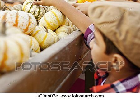Boy choosing pumpkin from farmyard cart View Large Photo Image Stock Image - Boy choosing pumpkin from farmyard cart. Fotosearch