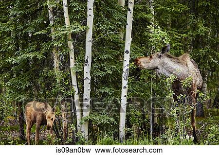 Stock Photo - "Calf and mother moose (alces) feeding on tree foliage, Denali National Park, Alaska, USA". Fotosearch