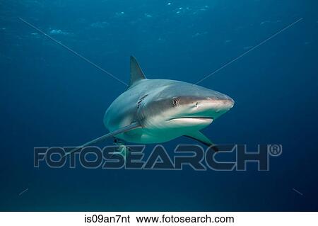 Caribbean reef shark. View Large Photo Image Stock Photograph - Caribbean reef shark.. Fotosearch