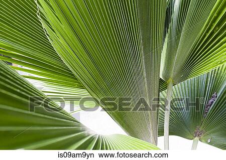 Close up detail of tropical plant leaves View Large Photo Image Picture - Close up detail of tropical plant leaves. Fotosearch