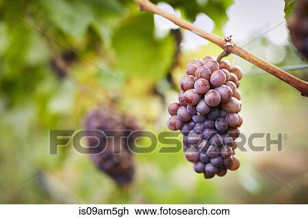 "Close up of bunch of red grapes on vine, Kelowna, British Columbia, Canada" View Large Photo Image Stock Image - "Close up of bunch of red grapes on vine, Kelowna, British Columbia, Canada". Fotosearch