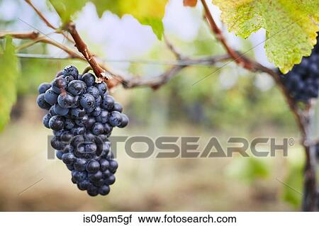 "Close up of ripe bunch of red grapes on vine, Kelowna, British Columbia, Canada" View Large Photo Image Stock Image - "Close up of ripe bunch of red grapes on vine, Kelowna, British Columbia, Canada". Fotosearch
