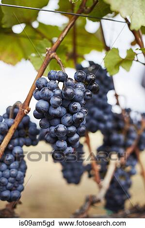 "Close up of ripe bunches of red grapes on vine, Kelowna, British Columbia, Canada" View Large Photo Image Stock Image - "Close up of ripe bunches of red grapes on vine, Kelowna, British Columbia, Canada". Fotosearch