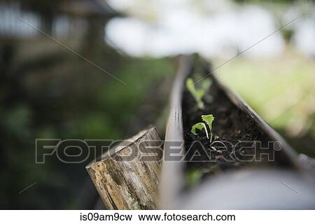 "Close up of seedlings in garden tray, Cebu, Philippines" View Large Photo Image Stock Photo - "Close up of seedlings in garden tray, Cebu, Philippines". Fotosearch