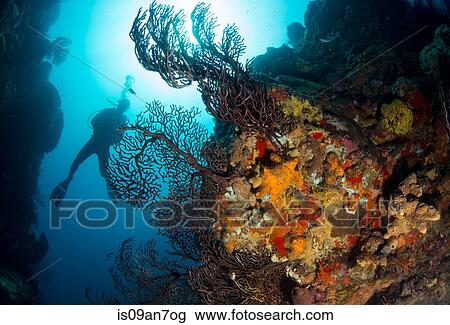 Diver on coral reef. View Large Photo Image Stock Image - Diver on coral reef.. Fotosearch